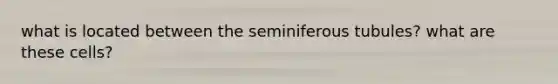 what is located between the seminiferous tubules? what are these cells?