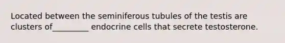 Located between the seminiferous tubules of the testis are clusters of_________ endocrine cells that secrete testosterone.