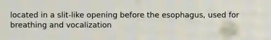 located in a slit-like opening before the esophagus, used for breathing and vocalization