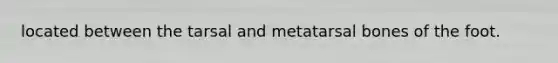 located between the tarsal and metatarsal bones of the foot.