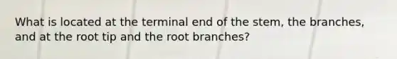 What is located at the terminal end of the stem, the branches, and at the root tip and the root branches?