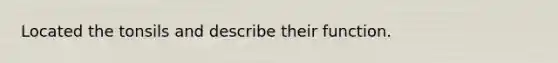 Located the tonsils and describe their function.