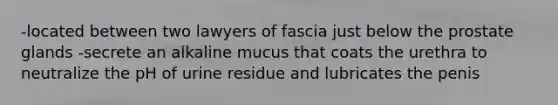 -located between two lawyers of fascia just below the prostate glands -secrete an alkaline mucus that coats the urethra to neutralize the pH of urine residue and lubricates the penis