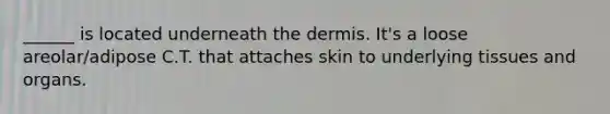 ______ is located underneath the dermis. It's a loose areolar/adipose C.T. that attaches skin to underlying tissues and organs.