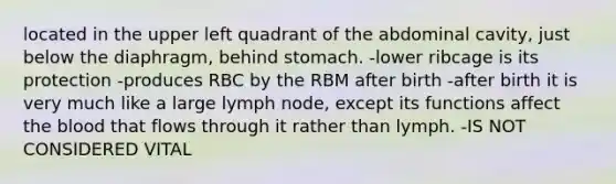 located in the upper left quadrant of the abdominal cavity, just below the diaphragm, behind stomach. -lower ribcage is its protection -produces RBC by the RBM after birth -after birth it is very much like a large lymph node, except its functions affect the blood that flows through it rather than lymph. -IS NOT CONSIDERED VITAL