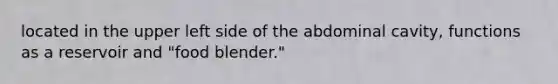 located in the upper left side of the abdominal cavity, functions as a reservoir and "food blender."