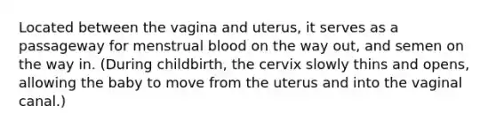 Located between the vagina and uterus, it serves as a passageway for menstrual blood on the way out, and semen on the way in. (During childbirth, the cervix slowly thins and opens, allowing the baby to move from the uterus and into the vaginal canal.)