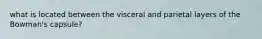 what is located between the visceral and parietal layers of the Bowman's capsule?