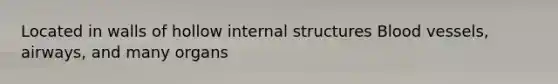 Located in walls of hollow internal structures Blood vessels, airways, and many organs