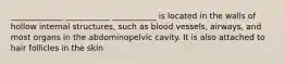 _____________ ___________ ___________ is located in the walls of hollow internal structures, such as blood vessels, airways, and most organs in the abdominopelvic cavity. It is also attached to hair follicles in the skin.