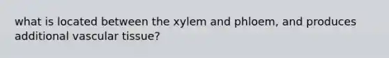 what is located between the xylem and phloem, and produces additional vascular tissue?