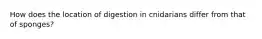 How does the location of digestion in cnidarians differ from that of sponges?