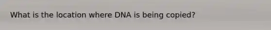 What is the location where DNA is being copied?