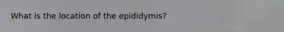 What is the location of the epididymis?