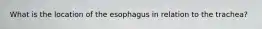 What is the location of the esophagus in relation to the trachea?