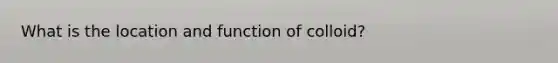 What is the location and function of colloid?