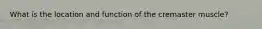 What is the location and function of the cremaster muscle?