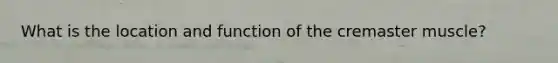 What is the location and function of the cremaster muscle?