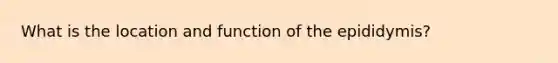 What is the location and function of the epididymis?