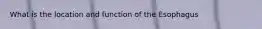 What is the location and function of the Esophagus