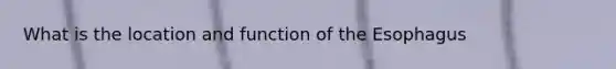 What is the location and function of the Esophagus