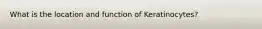 What is the location and function of Keratinocytes?