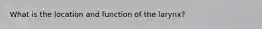 What is the location and function of the larynx?