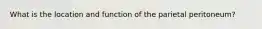 What is the location and function of the parietal peritoneum?