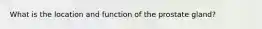 What is the location and function of the prostate gland?