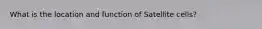 What is the location and function of Satellite cells?