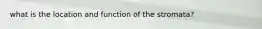 what is the location and function of the stromata?