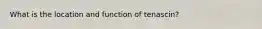 What is the location and function of tenascin?