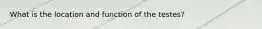 What is the location and function of the testes?