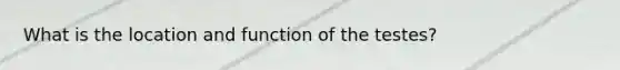 What is the location and function of the testes?