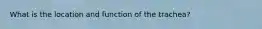 What is the location and function of the trachea?