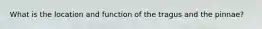 What is the location and function of the tragus and the pinnae?