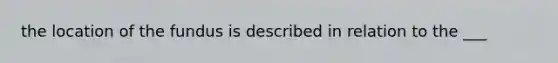 the location of the fundus is described in relation to the ___
