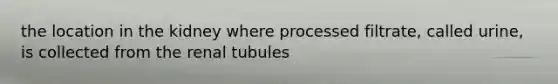 the location in the kidney where processed filtrate, called urine, is collected from the renal tubules