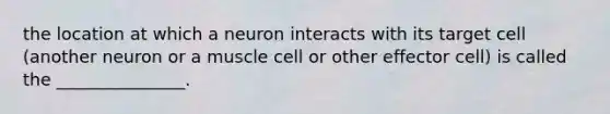 the location at which a neuron interacts with its target cell (another neuron or a muscle cell or other effector cell) is called the _______________.