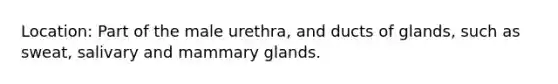 Location: Part of the male urethra, and ducts of glands, such as sweat, salivary and mammary glands.