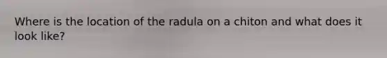 Where is the location of the radula on a chiton and what does it look like?