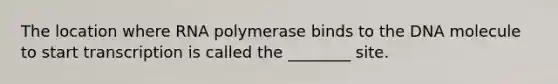 The location where RNA polymerase binds to the DNA molecule to start transcription is called the ________ site.