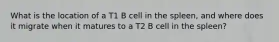 What is the location of a T1 B cell in the spleen, and where does it migrate when it matures to a T2 B cell in the spleen?