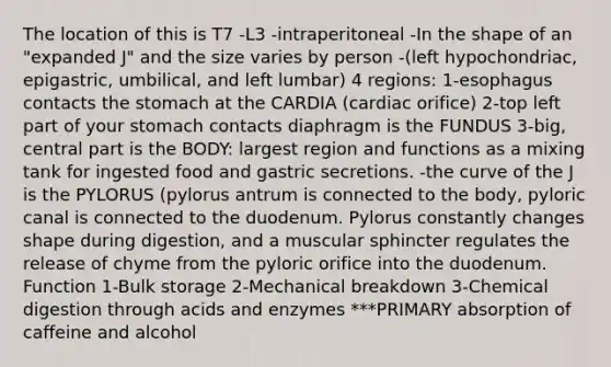 The location of this is T7 -L3 -intraperitoneal -In the shape of an "expanded J" and the size varies by person -(left hypochondriac, epigastric, umbilical, and left lumbar) 4 regions: 1-esophagus contacts the stomach at the CARDIA (cardiac orifice) 2-top left part of your stomach contacts diaphragm is the FUNDUS 3-big, central part is the BODY: largest region and functions as a mixing tank for ingested food and gastric secretions. -the curve of the J is the PYLORUS (pylorus antrum is connected to the body, pyloric canal is connected to the duodenum. Pylorus constantly changes shape during digestion, and a muscular sphincter regulates the release of chyme from the pyloric orifice into the duodenum. Function 1-Bulk storage 2-Mechanical breakdown 3-Chemical digestion through acids and enzymes ***PRIMARY absorption of caffeine and alcohol