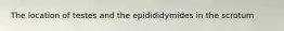 The location of testes and the epidididymides in the scrotum