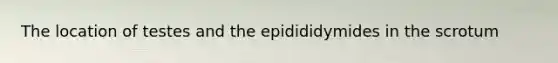 The location of testes and the epidididymides in the scrotum