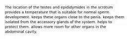 The location of the testes and epididymides in the scrotum provides a temperature that is suitable for normal sperm development. keeps these organs close to the penis. keeps them isolated from the accessory glands of the system. helps to protect them. allows more room for other organs in the abdominal cavity.