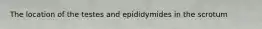 The location of the testes and epididymides in the scrotum