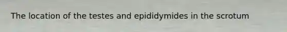 The location of the testes and epididymides in the scrotum