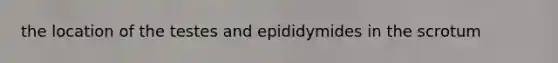 the location of the testes and epididymides in the scrotum